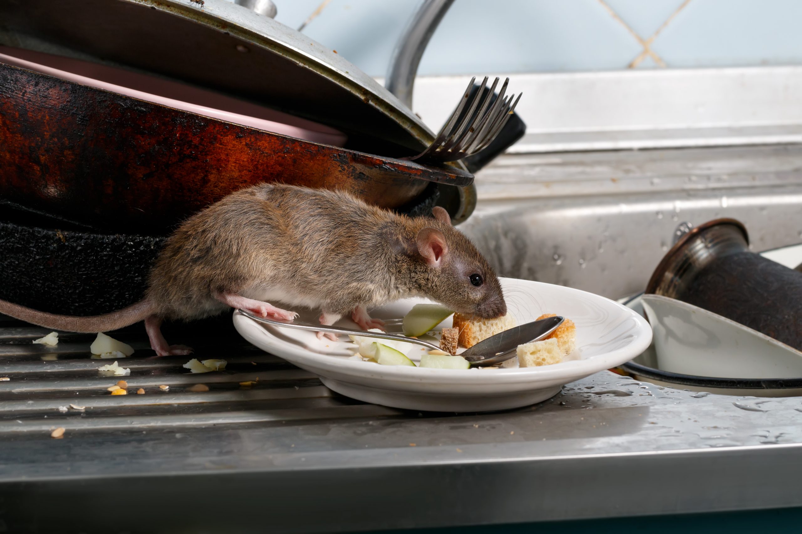 Rat contamination and germs